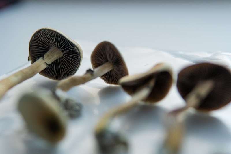 medical research on psilocybin mushrooms for mental health treatment